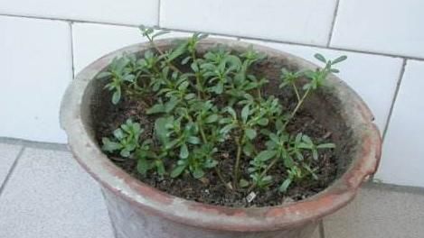  [花钱]能做“药膳”的3种植物，在家养1盆，“小病小灾”都不用花钱了！
