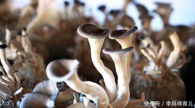 发芽:4月在家养“蘑菇”,清鲜独特、营养丰富,7天天发芽,1盆能吃2年