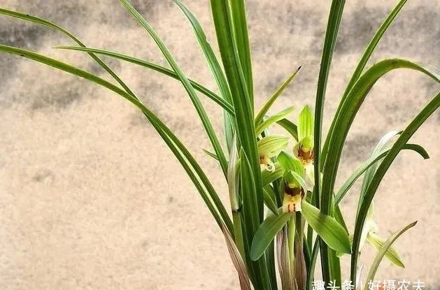 『春兰』不同的兰花授粉后,第二年会开出好花吗