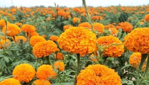  『著特点』带你认识“8种菊花”，个个花期多变，美丽好养，您都见过吗