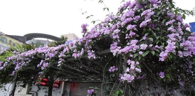  『蒜香藤』这种花半年长2米，花开千朵，没有虫害，超级好养，你养过吗？