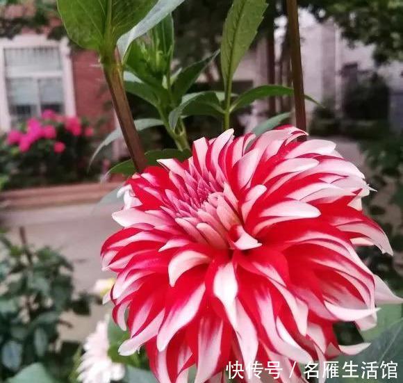  『花开』大丽花真美，花开100朵，一开大半年！