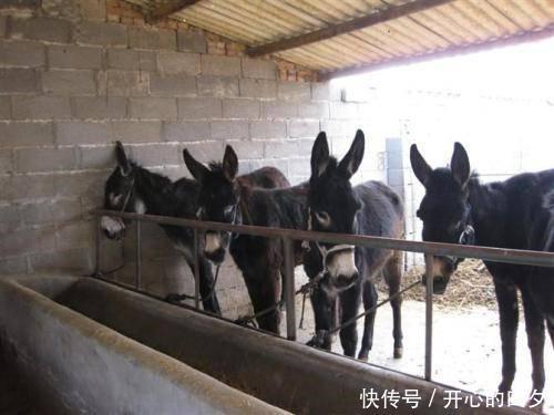  「食量」这动物食量小，疾病少，养殖方便，市场行情好，收益是