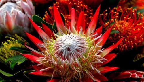  『花色艳丽』养花就养这几款，全年开花不停，爆盆美如花，枝头窜满花苞