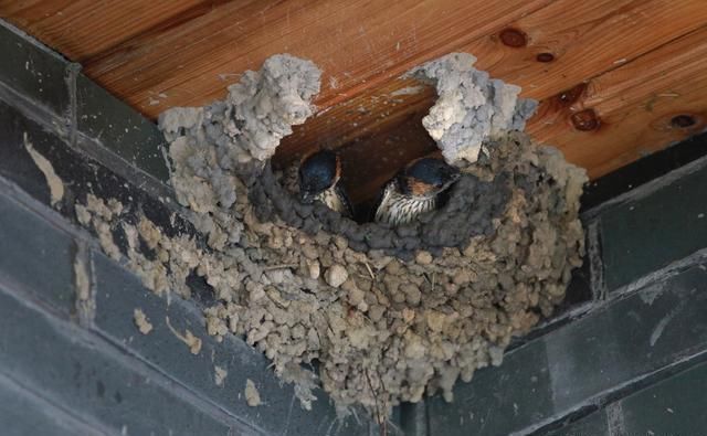 燕子窝开口多朝一边，为何树上的鸟窝开口都朝上？下雨了怎么办？