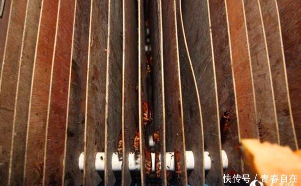 中国最恐怖工厂，竟然养了60亿只蟑螂，老外：中国人太聪明