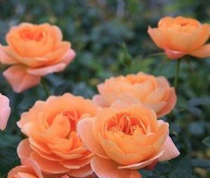  机器■阳台小就养它，号称“开花机器”，色艳花香，好看好养，极易爆盆