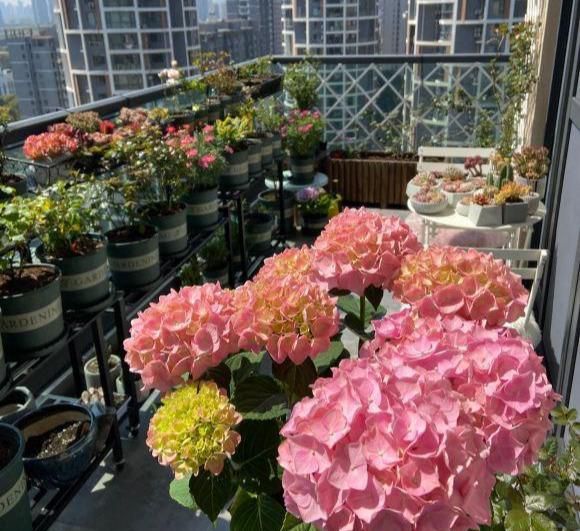 『解决』绣球养的干巴巴?都是心急臭毛病,3招解决干枯问题