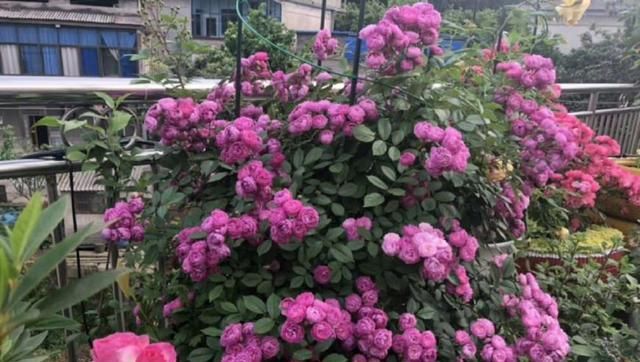  『花儿』阳台露台种上这3种花，漂亮好养，香气扑鼻，开花一团又一团