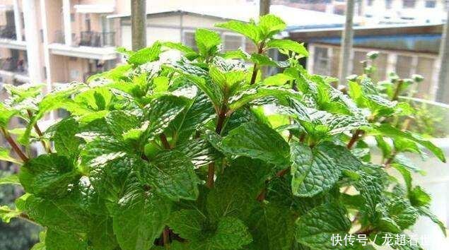  【浇水一定】这5种花“爱喝水”，一周喝一桶，缺水马上黄叶，别忽视！