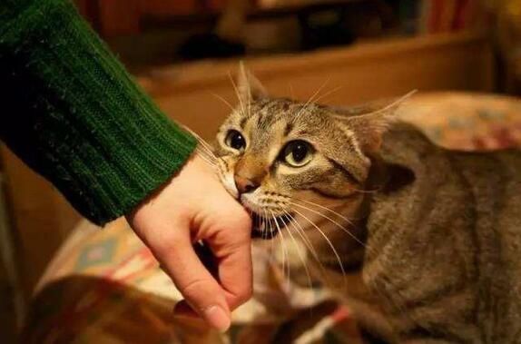  #纵容#猫咪都存在的5个“坏毛病”，主人绝不能纵容！