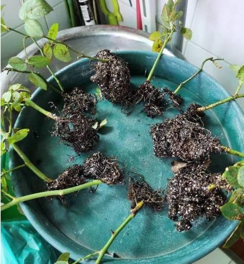  【花钱】4种花太贵别买了，掐个枝就能活，能省不少买花钱！