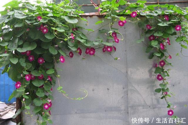 「光照」阳台光照好?养“3种花”,长成窗帘爬上墙,开花一片片,太美了