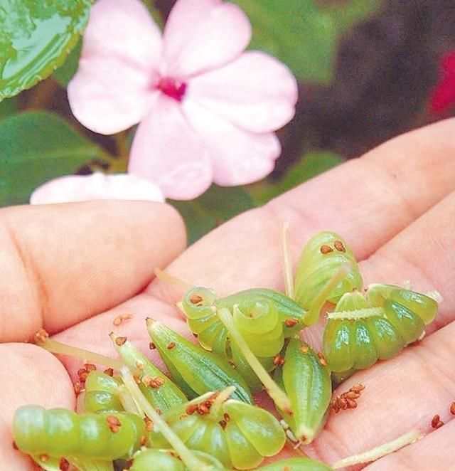  种子@凤仙花怎么养？“6个”方法从小苗到开花，种子熬成药治“狐臭”