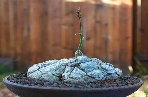  [植物]史上“最萌植物”的变态版来袭！