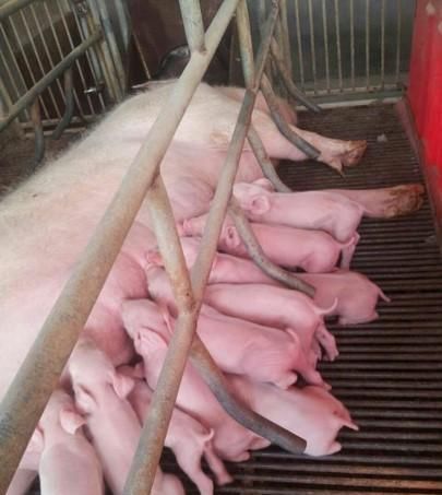  农民|为什么不提倡农民进入成本较高的养殖业？