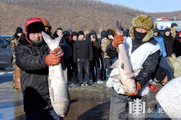 密山冬捕节开幕 2小时捕获鲜鱼4万斤