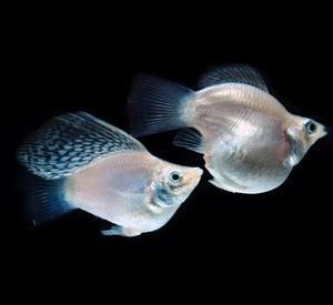 饲养观赏鱼@为什么养鱼经常因某些理论而争执?因为不明白所有偏见都是共识