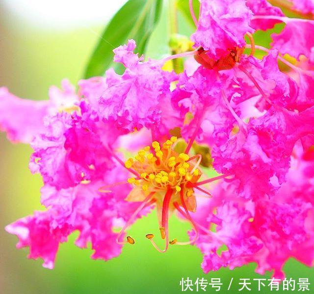 『紫薇花』这树“没皮”,它的花却开得轰轰烈烈,长达百日红