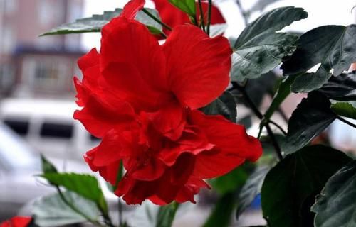  #阳光#扶桑花的养护小技巧，老花农教你做好这些，年年长势旺易爆盆