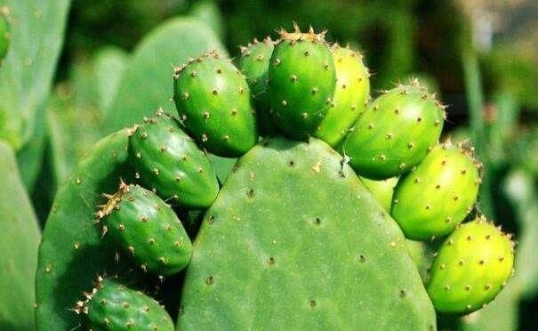 『适合』5种植物，想养死都难，适合新手练手用