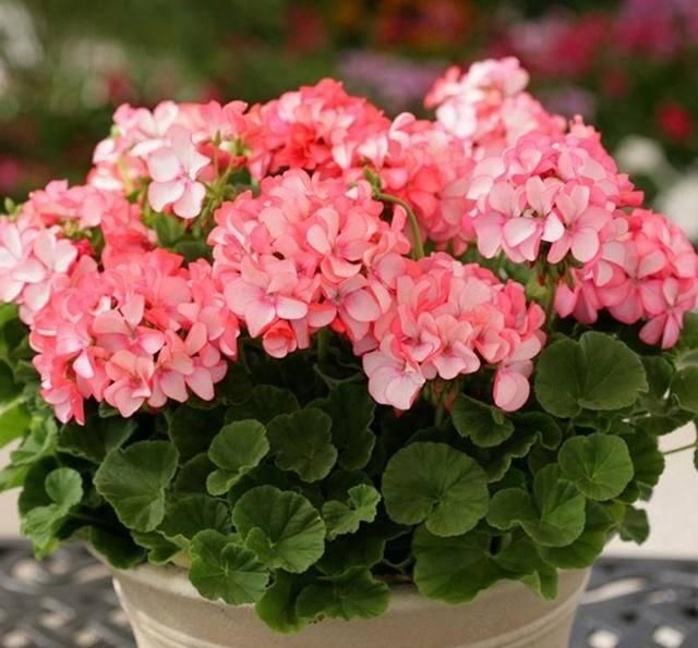  服盆：“4种花”春天养，种植后就“服盆”，好养、成活率高，太值