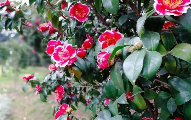  「看起来颇为」茶花蟹爪兰爱嫁接！钻个洞，插根枝，它们开花更具色泽感！