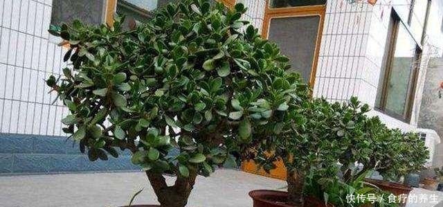「玉树」“长寿植物”玉树,养成老桩就是好看的盆景!
