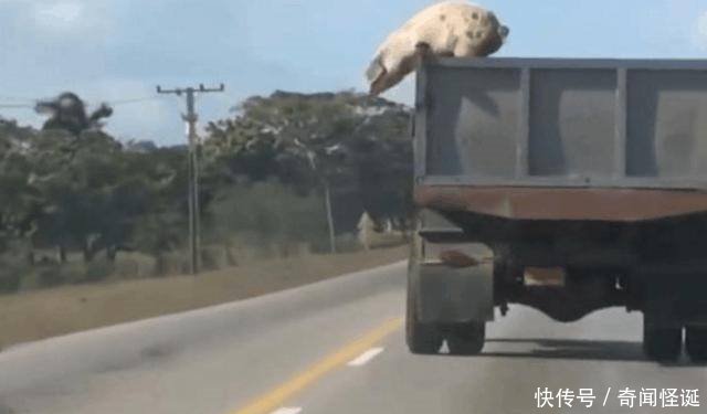 男子开车行驶在高速公路上，却遇见了一场现实版的“越狱”剧情