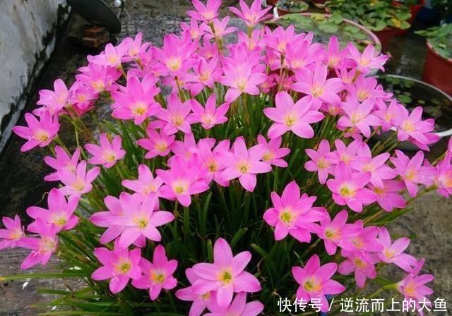  「栽培」此款球根植物，种植很简单，一年开花很多次，花色美丽，值得栽培