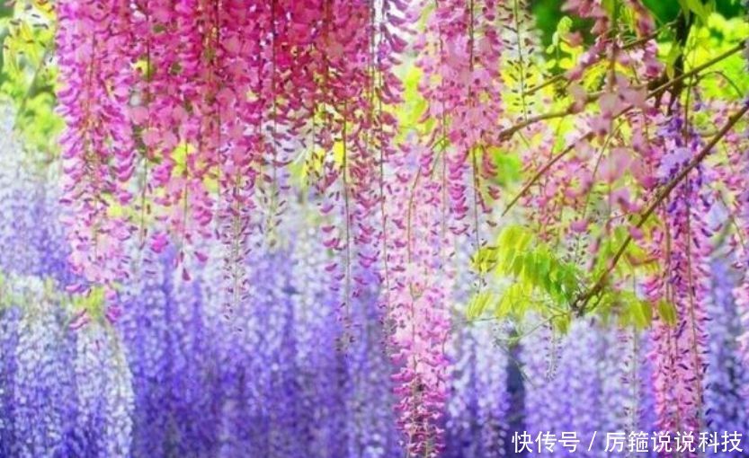  『紫藤花』家有庭院就养“3种花”，美不胜收，清新浪漫、美如仙境！