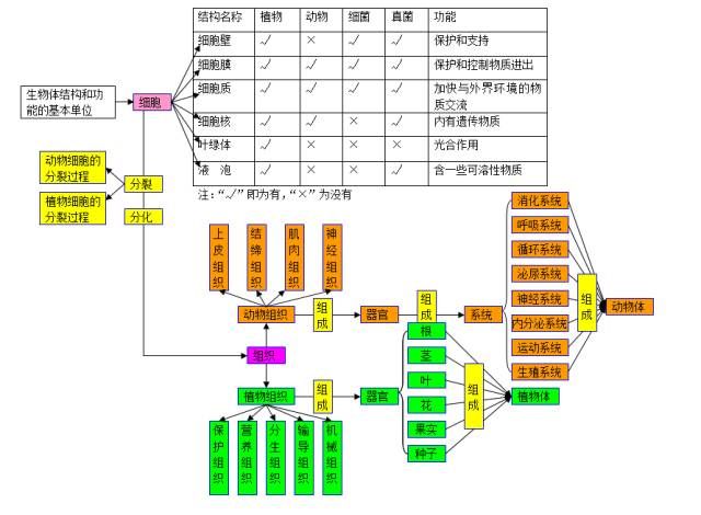 初中生物| 学科思维导图,10个专题扫清三年