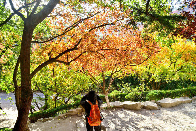 红遍万山的红叶谷【2020热门旅游景点】
