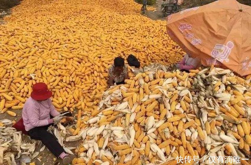  「玉米」玉米补贴马上要到账了，可这4种情况却无法领取，希望别