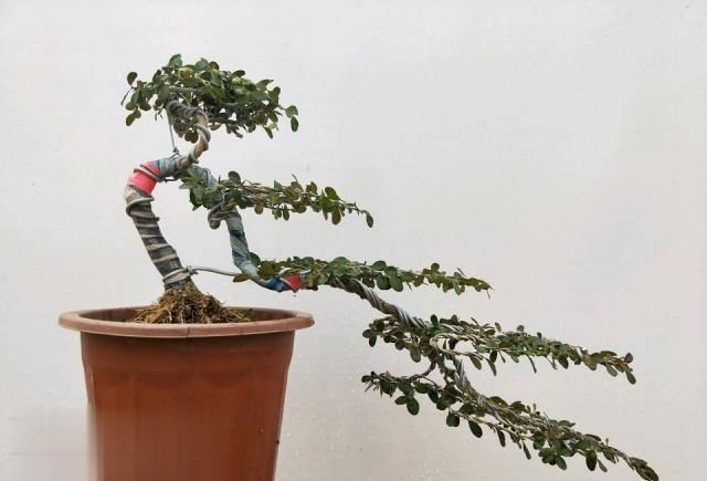  算是■小叶黄杨盆景造型美观层次感强，花蕾去除是要点，算是讲透了