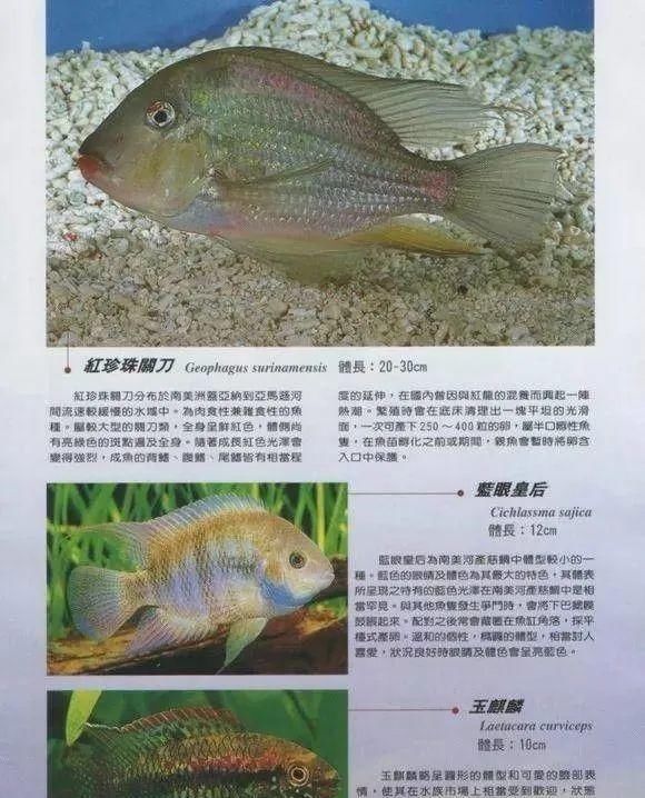  #水族市场上#美洲慈鲷之美，您细品