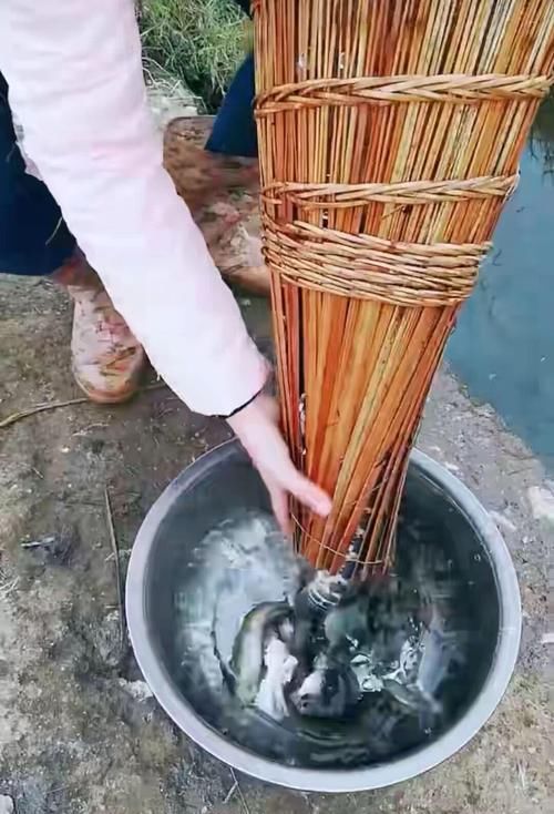  [鱼儿]老祖宗留下来的捕鱼工具，野生小鱼一旦钻进去就出不来了