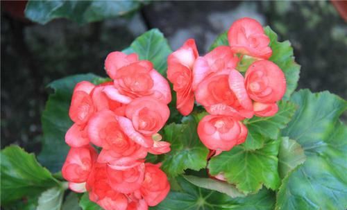  [夏季]常年开花的四季海棠，教你3个技巧，花开成簇、易爆盆