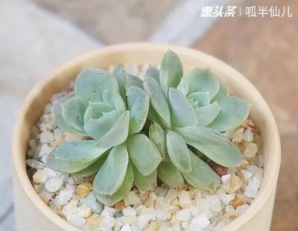  『白菜』多肉断水12天,绿白菜秒变红舞娘,想要上色就得...