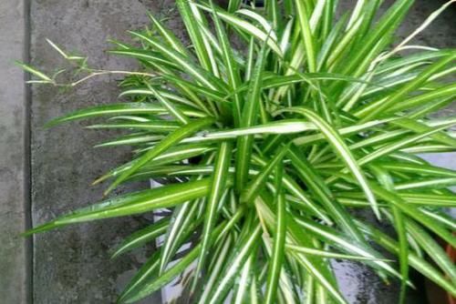  [家里]3种花“细菌”不喜欢，家里养1盆，空气清新，花友一养就是9盆