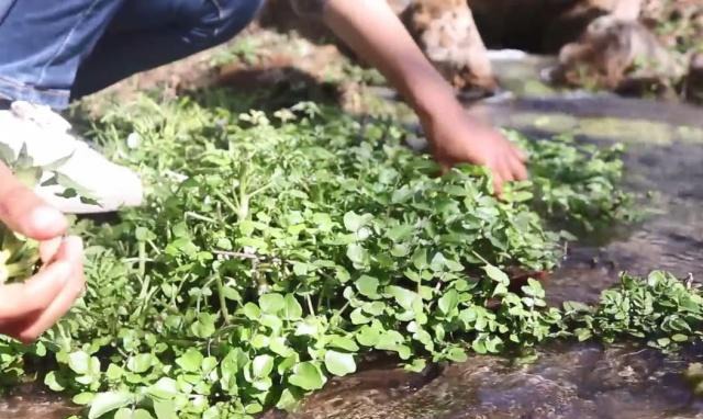 一家人到河沟边搞野，农村这种多到摘不完的野菜，城里卖的不便宜