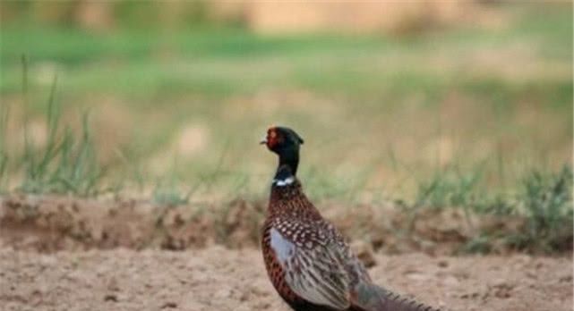 为什么农村老人说“上山甲鱼下山野鸡不能碰”？看完你就知道了