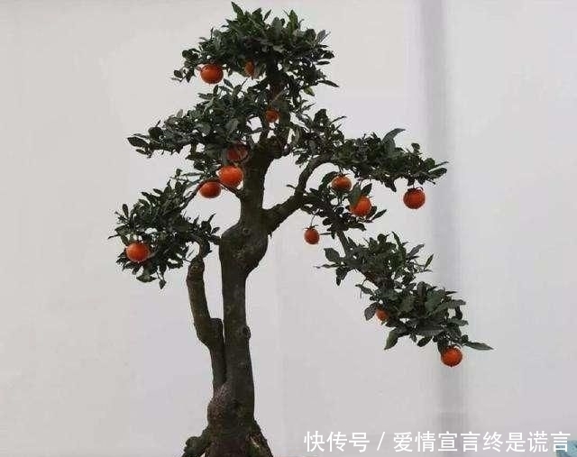 「样子」李大爷独具慧眼,最喜欢上山找树桩,再奇怪的样子也能变成盆景