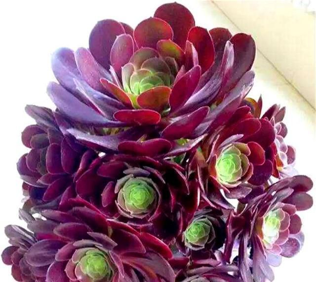  #新芽#夏季养黑法师，做好这5点，根系茁壮，到了秋天，新叶新芽长爆盆