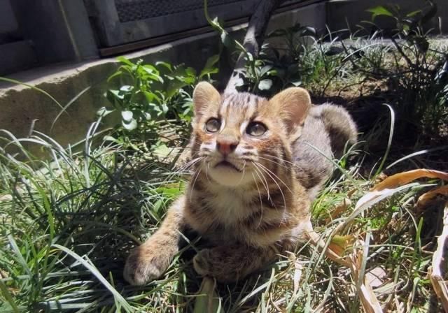 那些在日外国人告诉你，日本应该这样玩！