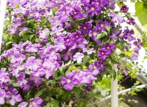  天然：天热，居家种上这4种花，养成'天然窗帘'，遮阴隔热，一举多得