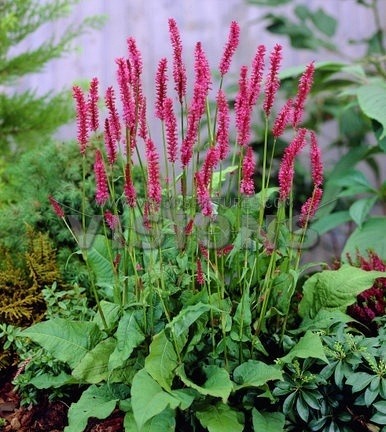 花园:【花名册】吻我,越过花园的那扇门。