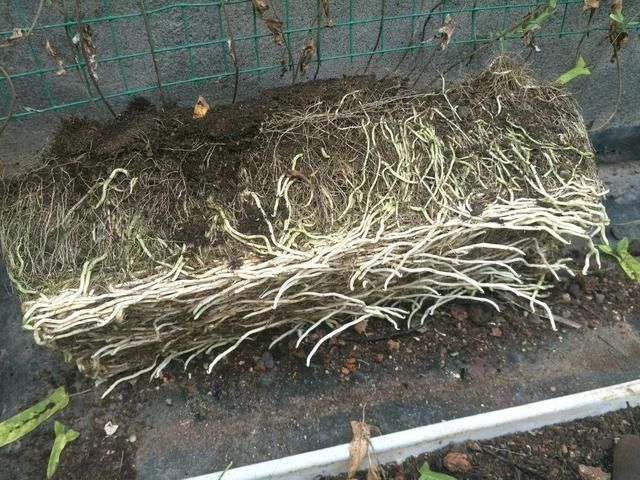 「得像」急性子就养铜钱草,俩月爆满整个家,多得像生物入侵