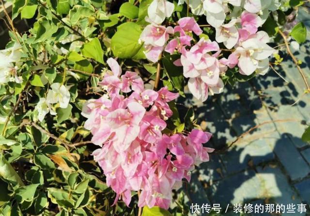 『棵三角』花市买的三角梅,春天换盆时发现塑料袋,想挽救很难了