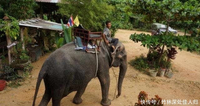 泰国最危险的5个旅游项目，看似很享受的鱼疗，其实暗藏危机